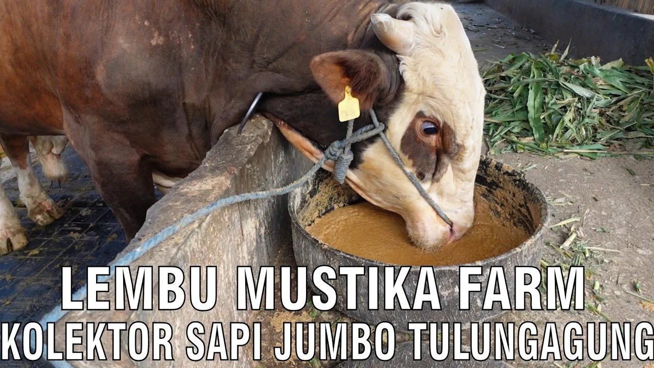 
                                 Lembu-Mustika-Farm-Kolektor-Sapi-Jumbo-Tulungagung